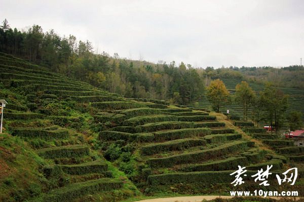 房县吴氏茶叶有限公司有机茶基地