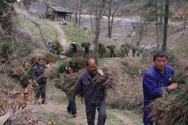 竹溪岱王沟林场春季植树造林势头强劲_竹溪_十堰县市区_十堰秦楚网