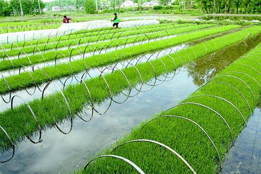 房县建节水渠道旱地变水田 助力水稻增产农民增收