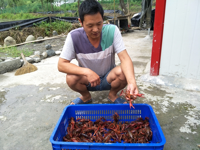 刚从水塘中捕捞出的小龙虾