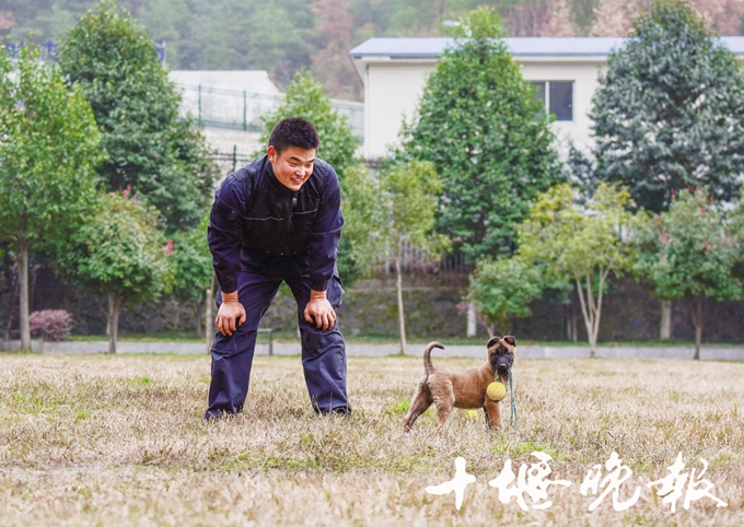 训练警犬,从幼崽开始.
