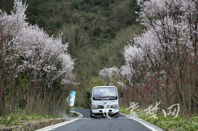 竹山太和梅花谷将成为我市首个复工景区