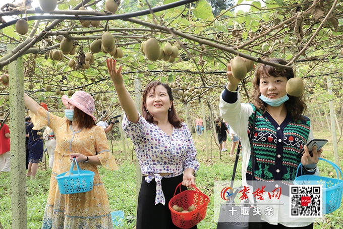 十堰的猕猴桃熟了 让我们相约采摘去