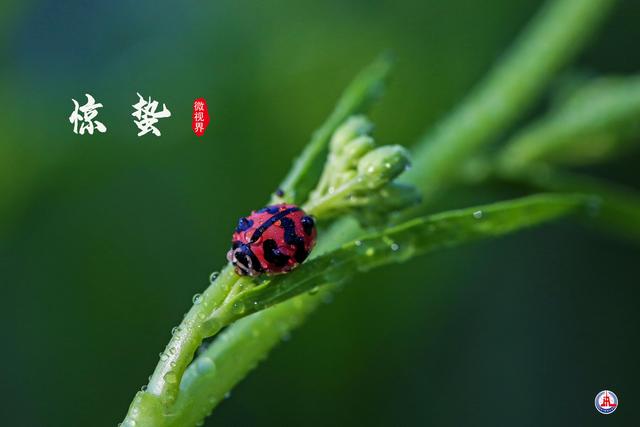 惊蛰节气万物复苏,到处都是春意盎然的景象.