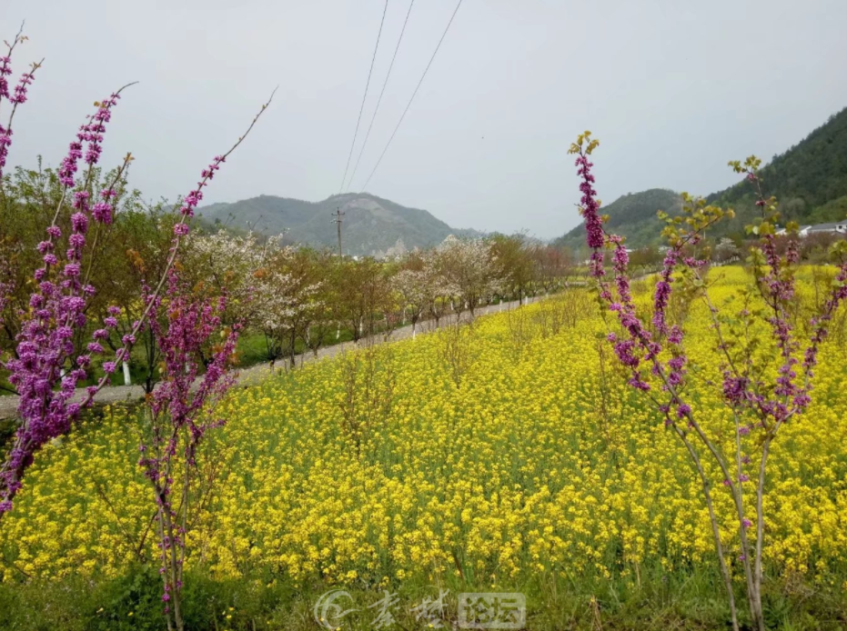 油菜花开