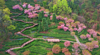 茅箭東溝茶園