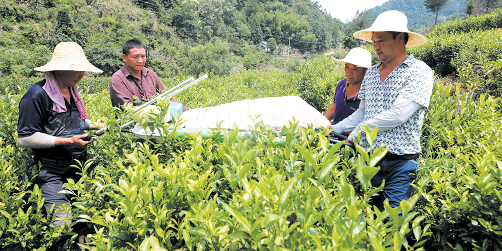 茶園夏管促增收
