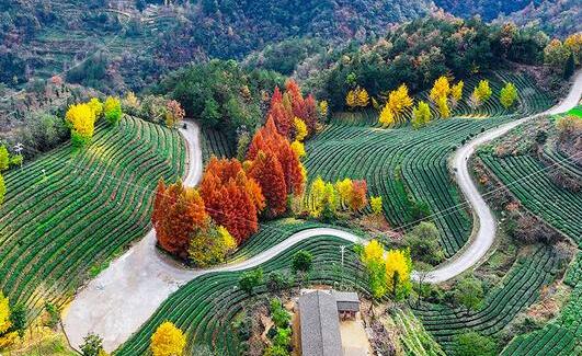 人民網：武當山茶園冬景如畫