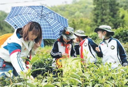身边的非遗 | 九制凝香：茶韵在三五沉浮间苏醒