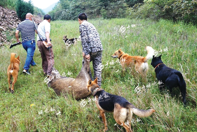 訊(十堰晚報)文,圖/記者 李寅 通訊員 賈三夏秋交替之際,鄖陽大山深處