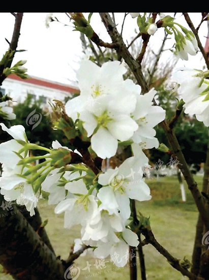 玉蘭花,梨花,櫻花,桃花……賞花季,這些花你能分清嗎?