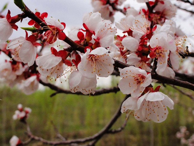 玉蘭花,梨花,櫻花,桃花……賞花季,這些花你能分清嗎?